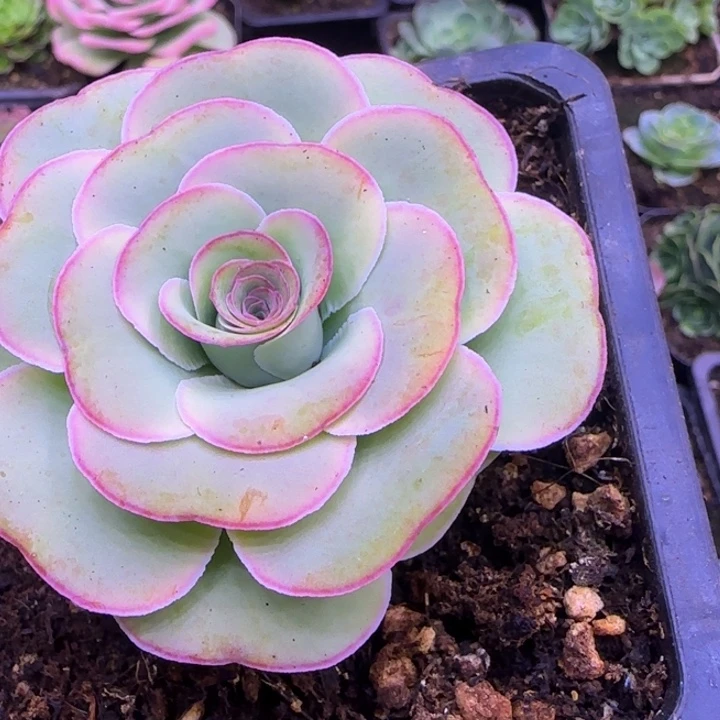 爱心叶6厘米带6个侧芽113434343873