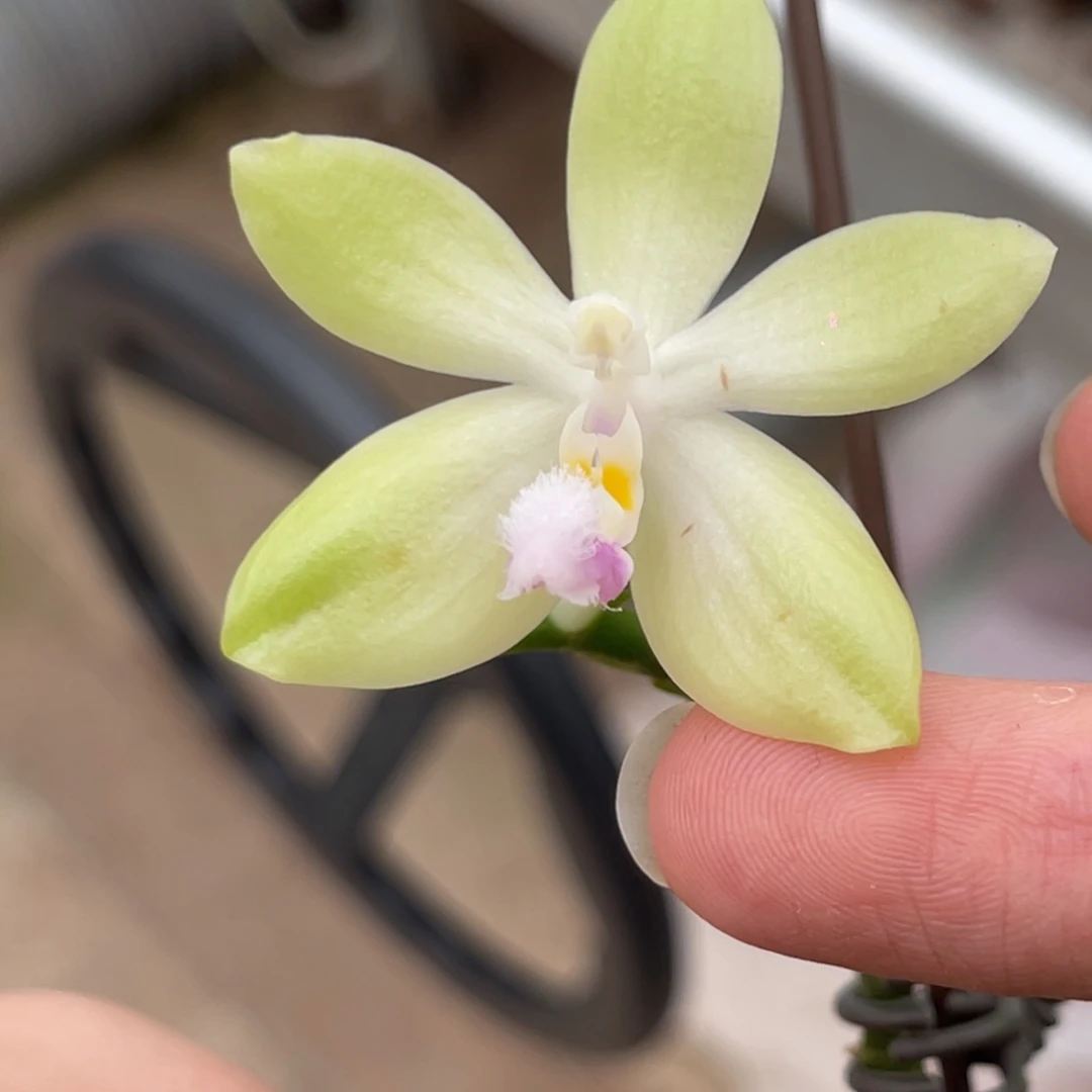 完全开放盲盒-663