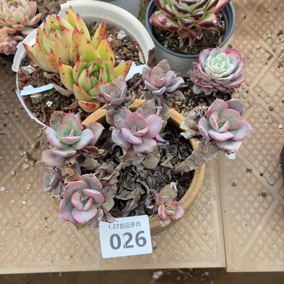 026多肉植物啦啦啦