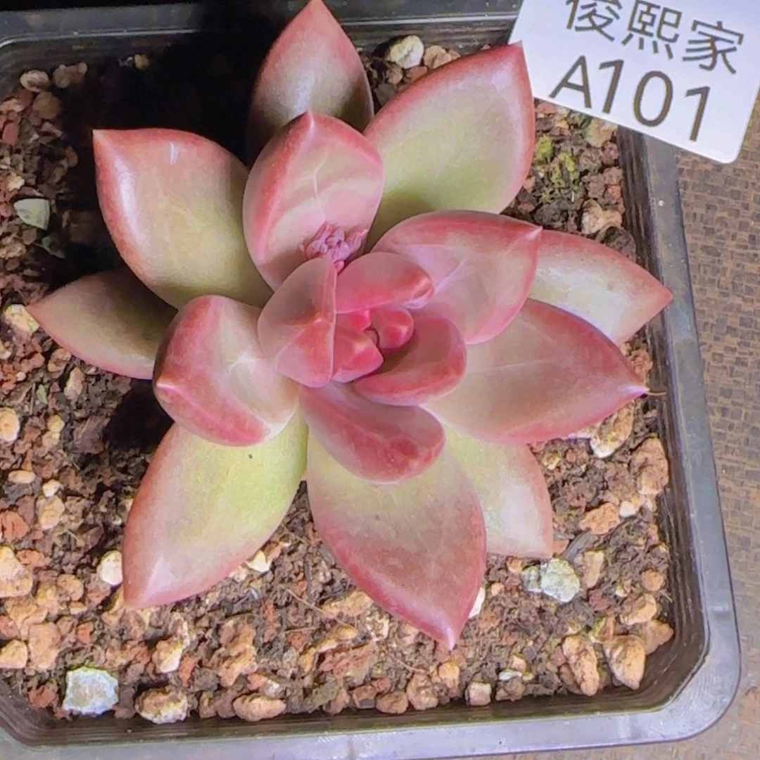 空*树A101空心树发货11111111111