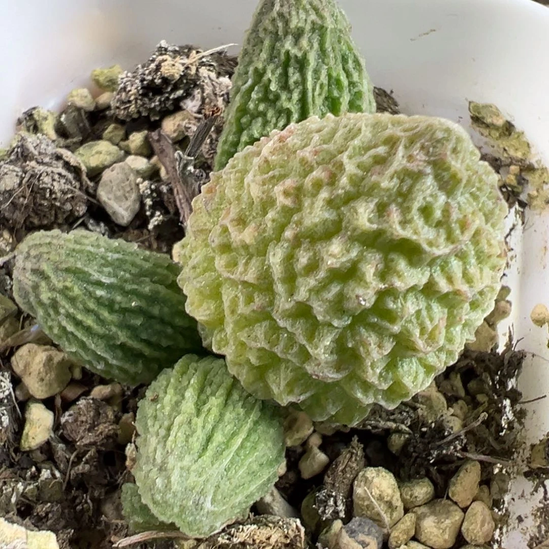 实生新品大苗多肉植物水泡