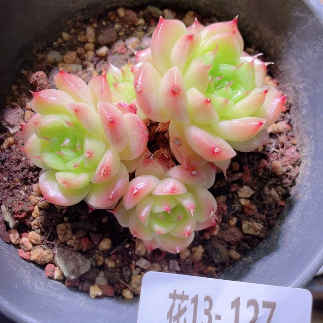 花利美13-127海王