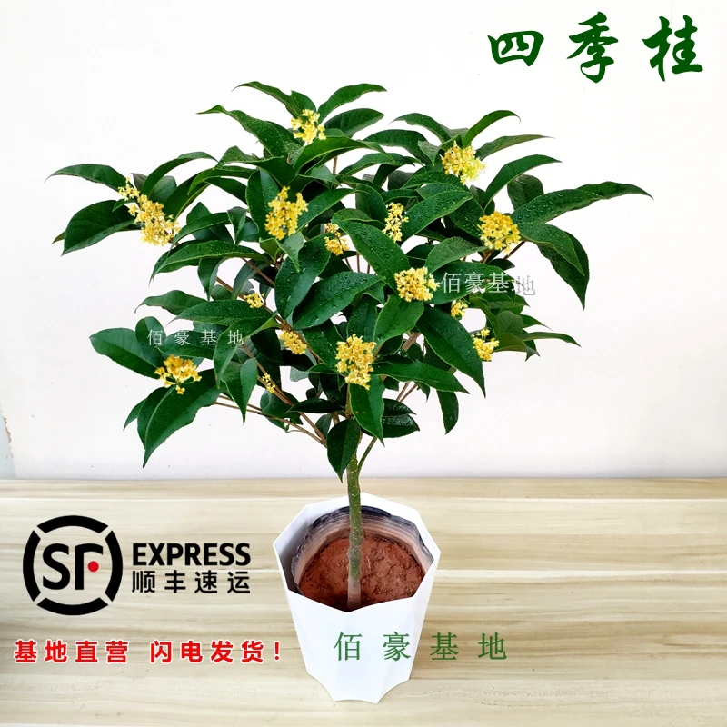 福建四季桂花盆栽基地花开带香味室内植物阳台花卉浓香型顺丰包邮