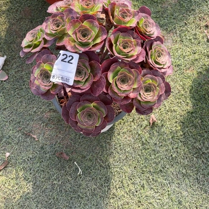 多肉魅金玫瑰朵朵722