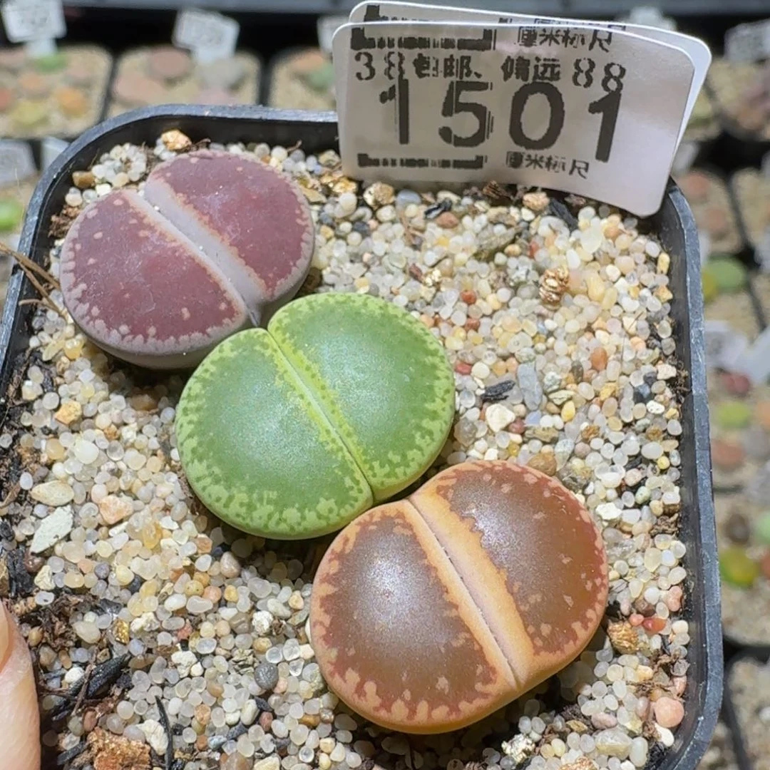 Sssss精品生石花1501