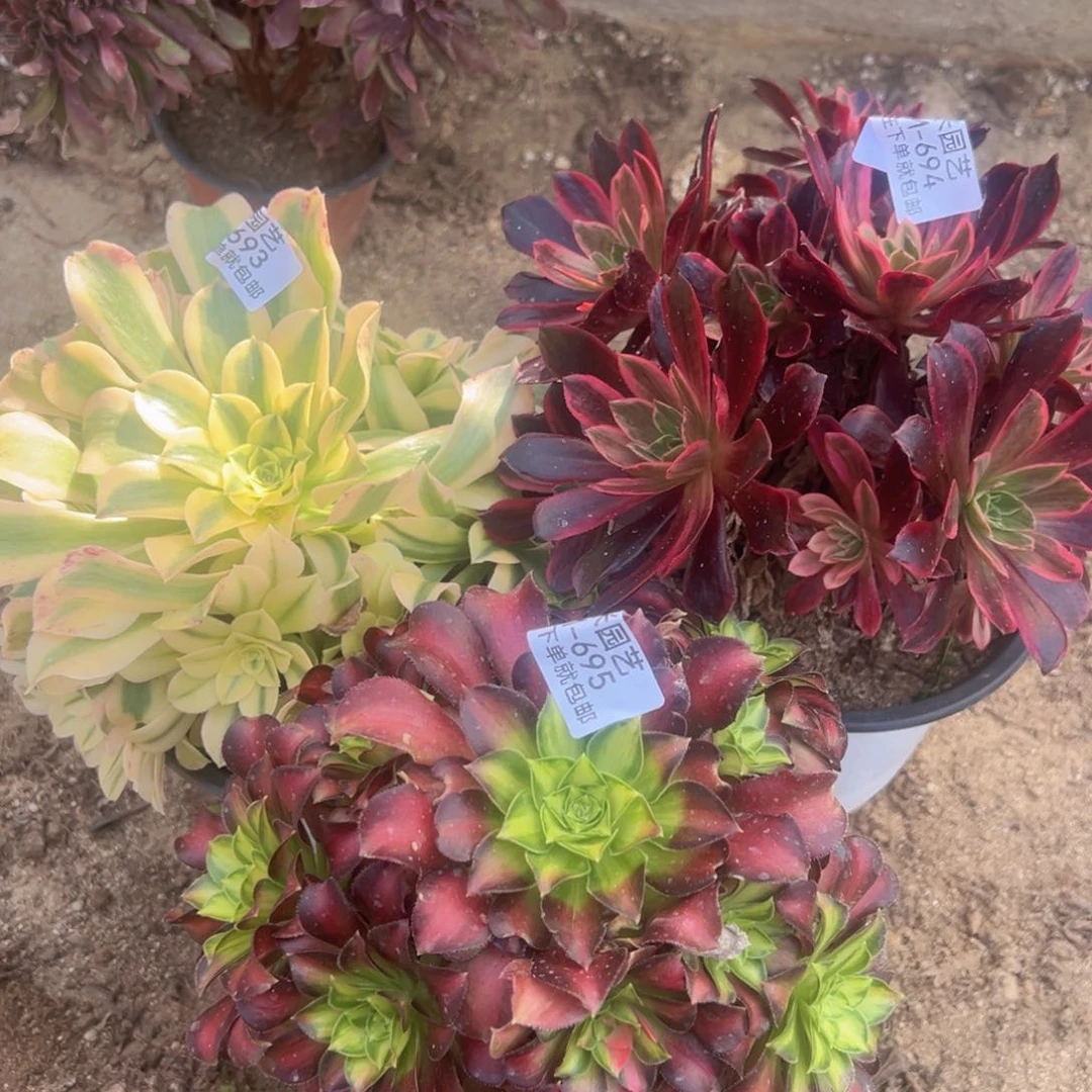 绿豆沙婚纱韶华多肉植物693-94-95