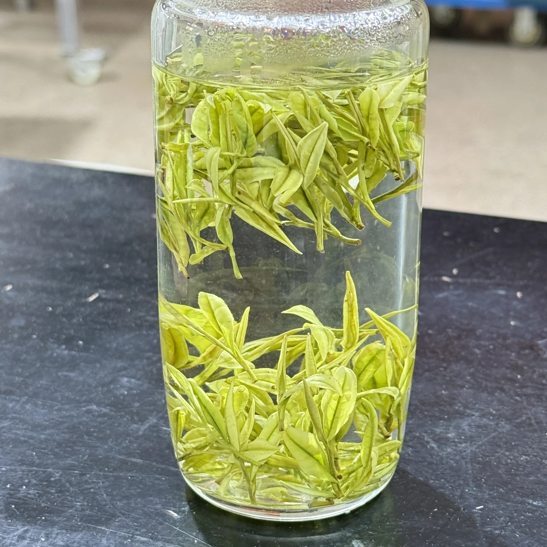 11号【云雾特白】2024年正宗安吉白茶溪龙产区春季鲜爽回甘春茶纯正