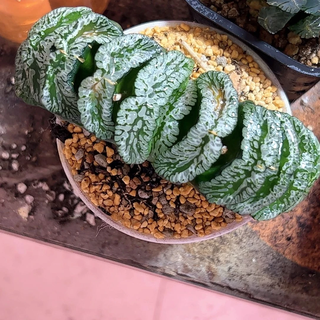 12公分超大玄武母本