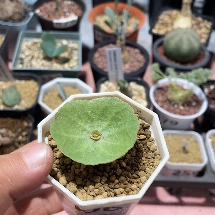 067小雨伞块根植物