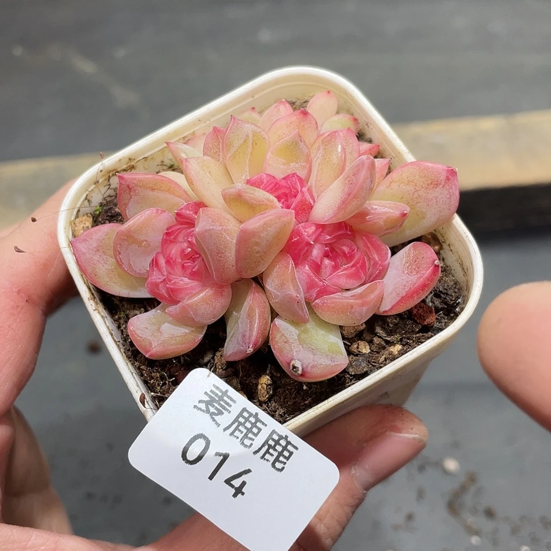 我***烤014。琴心。