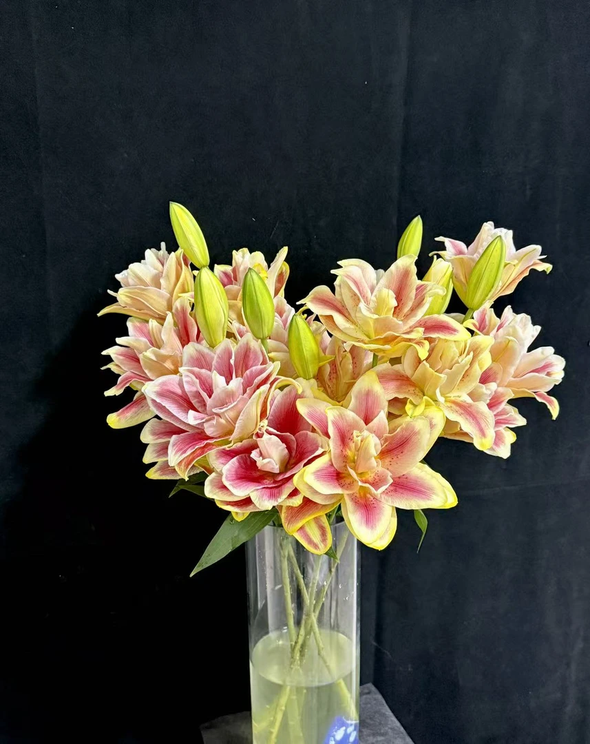 3头秋风之约吸色重瓣百合---以直播间展示为准