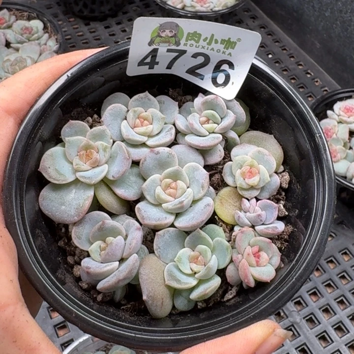 M***琪多肉植物多肉植物
