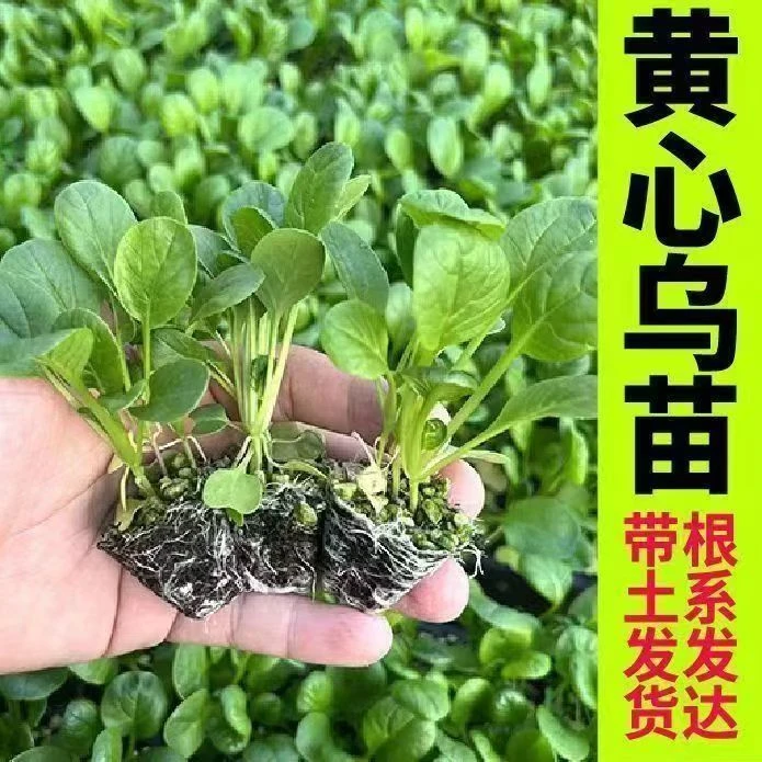 【国庆特惠】黄心乌塌菜基地直发新鲜蔬菜秧苗