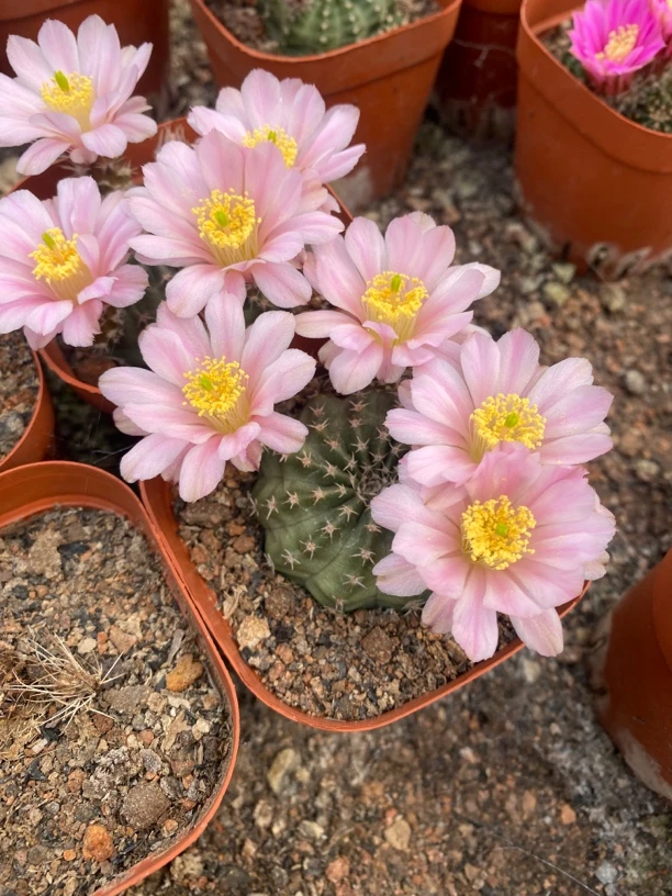 明石虾明石丸鹿角柱属仙人球