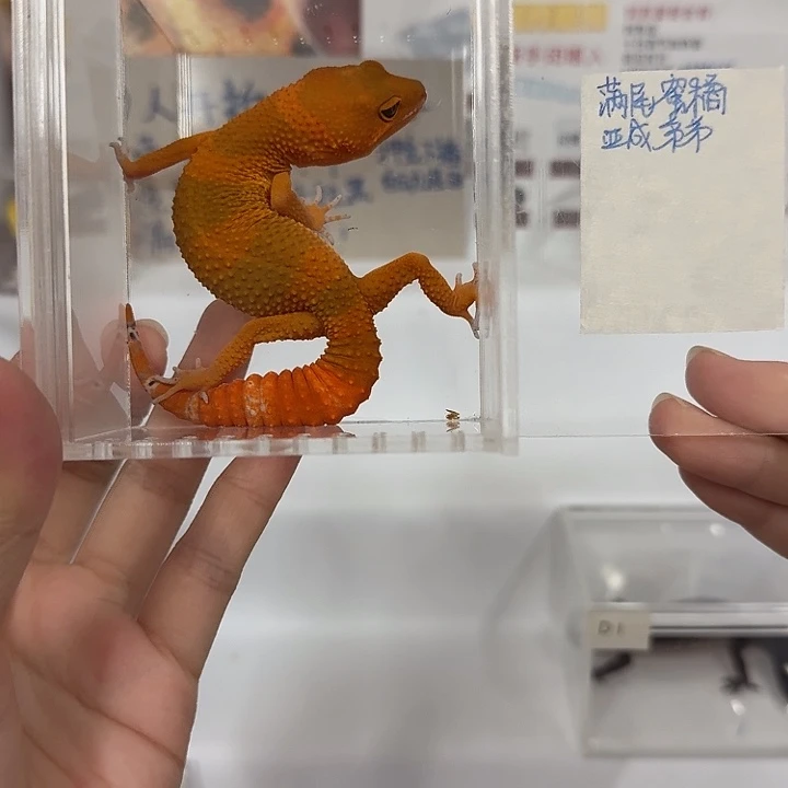 豹纹守宫满尾血蜜橘，弟弟