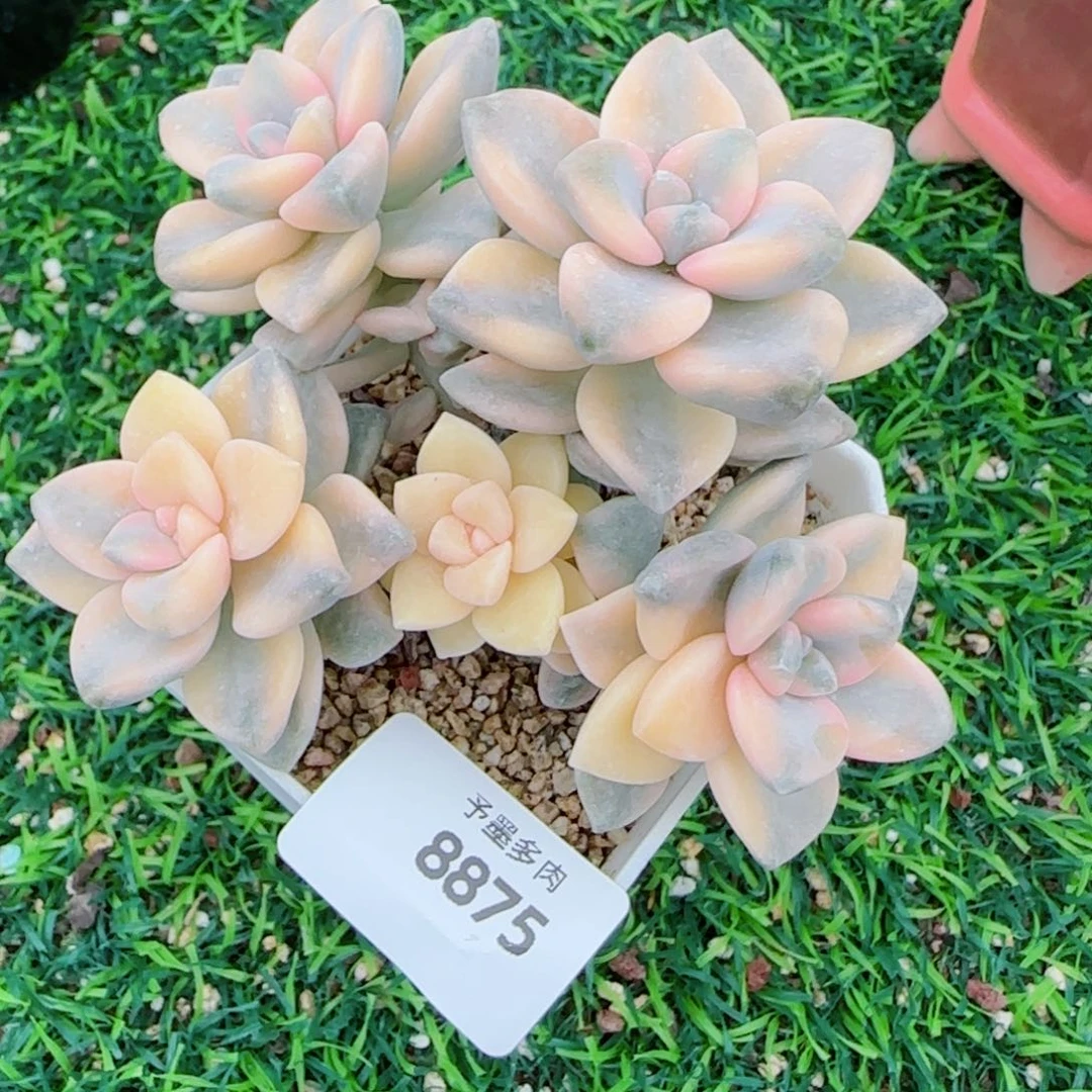 美杏锦，8875多肉植物