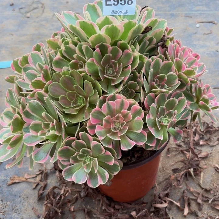 瑞妈多肉园艺958妖月