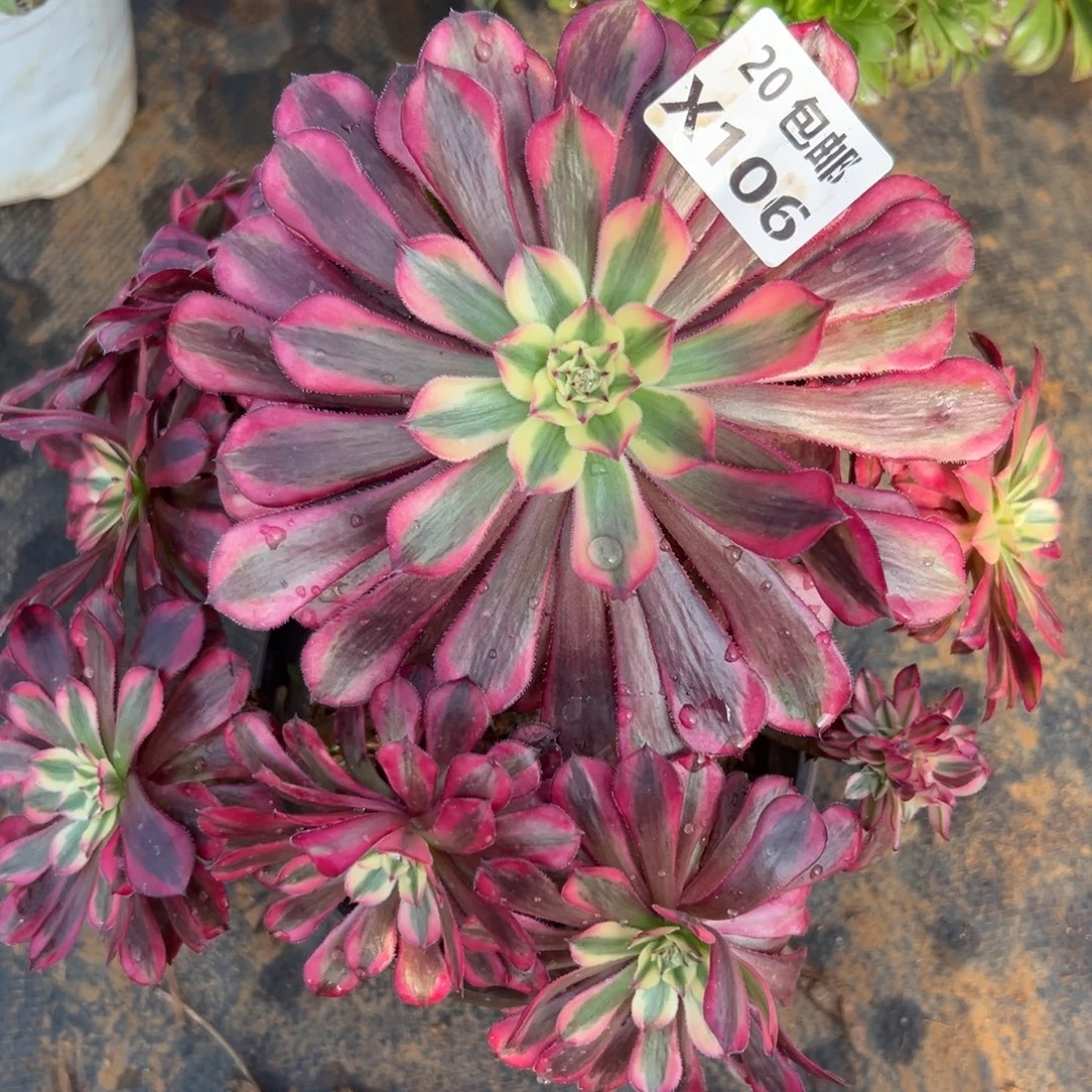 106红铜白，满20包邮嘟叮熊