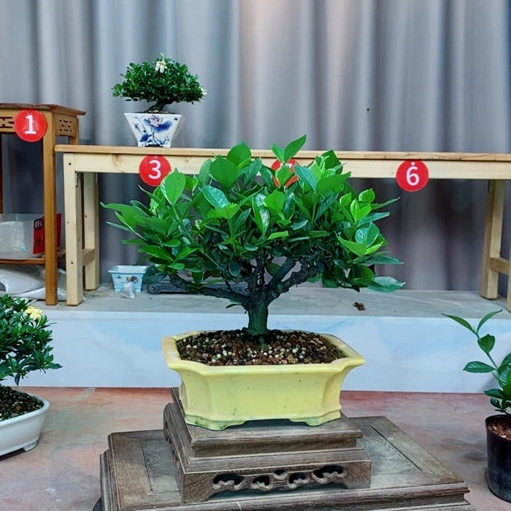 无花朵栀子花开了