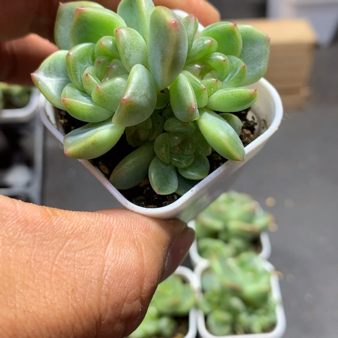 阿凡多肉一物一拍