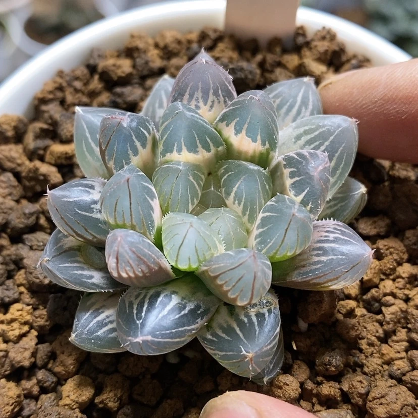 【闪购商品】101糊斑