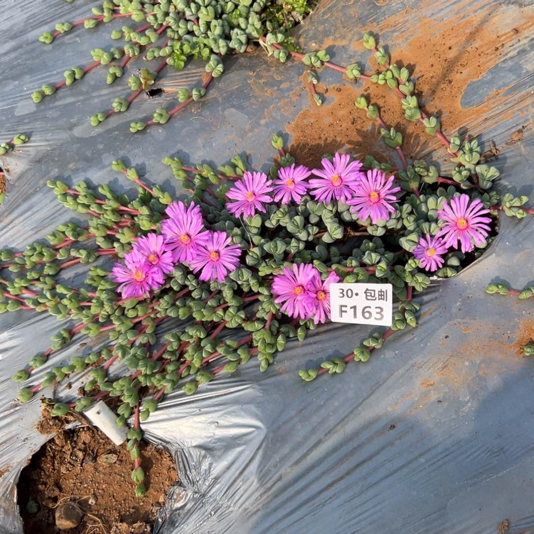 旺****?163 多肉法师碧玉连