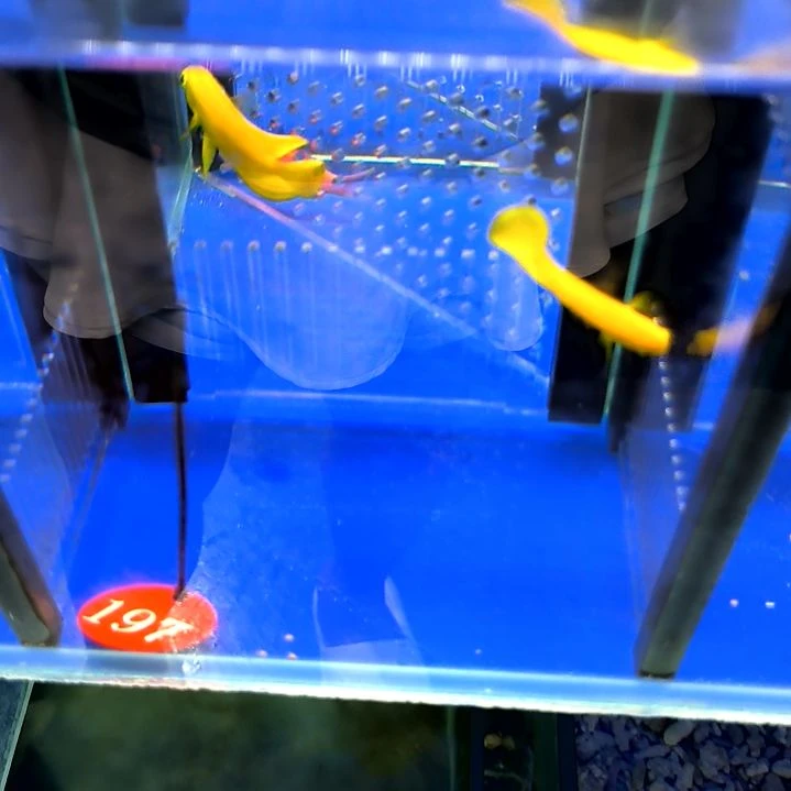 黄新娘4-5/1-2-197