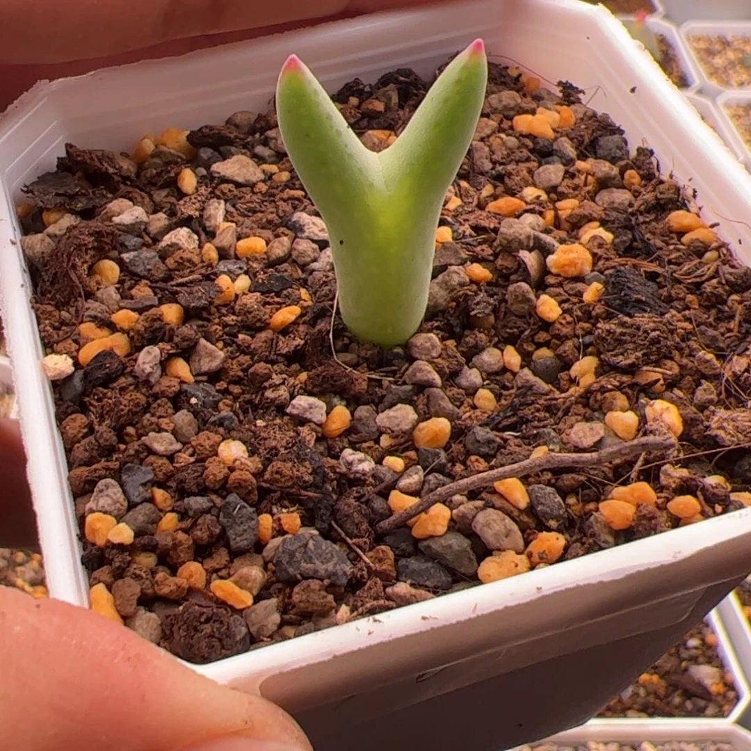 11.2皮卡丘458多肉植物84