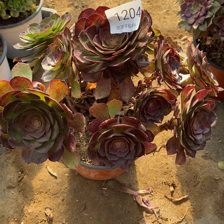 抹茶多肉断头不包1204