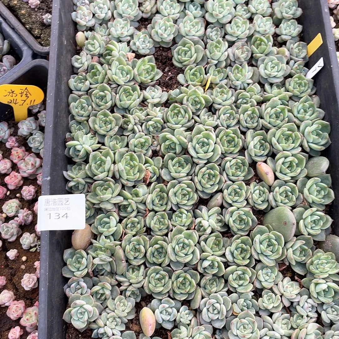 ?*珍妮混一物一拍134