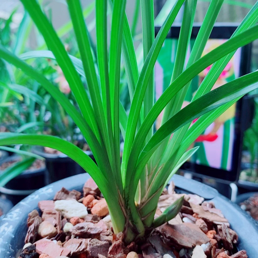 当前无花栽培后可以开花