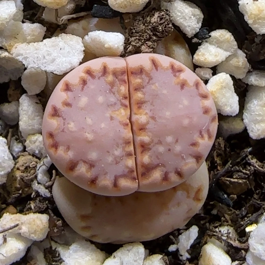 3.26 辛然园艺7056 k饼干