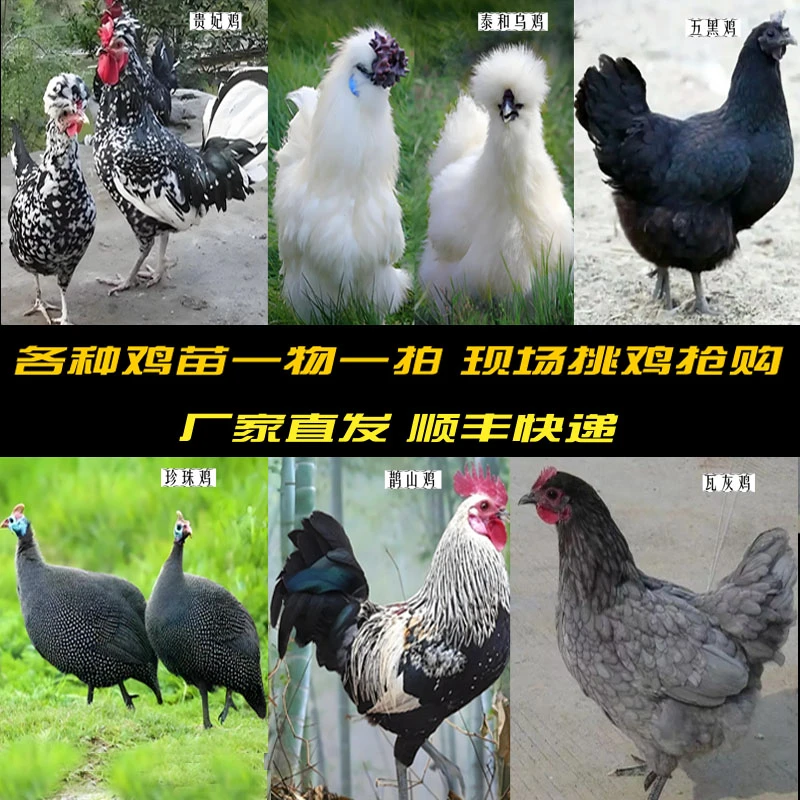 珍珠鸡苗七彩山鸡苗鹊山鸡苗纯种泰和乌鸡苗20只起发混搭鸡苗