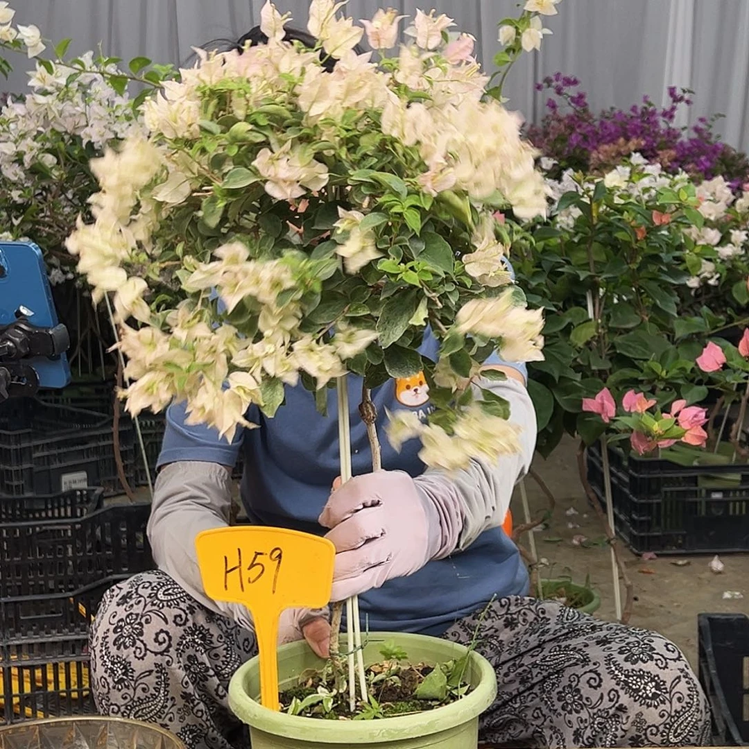 明***明完全开放H59魔法樱花