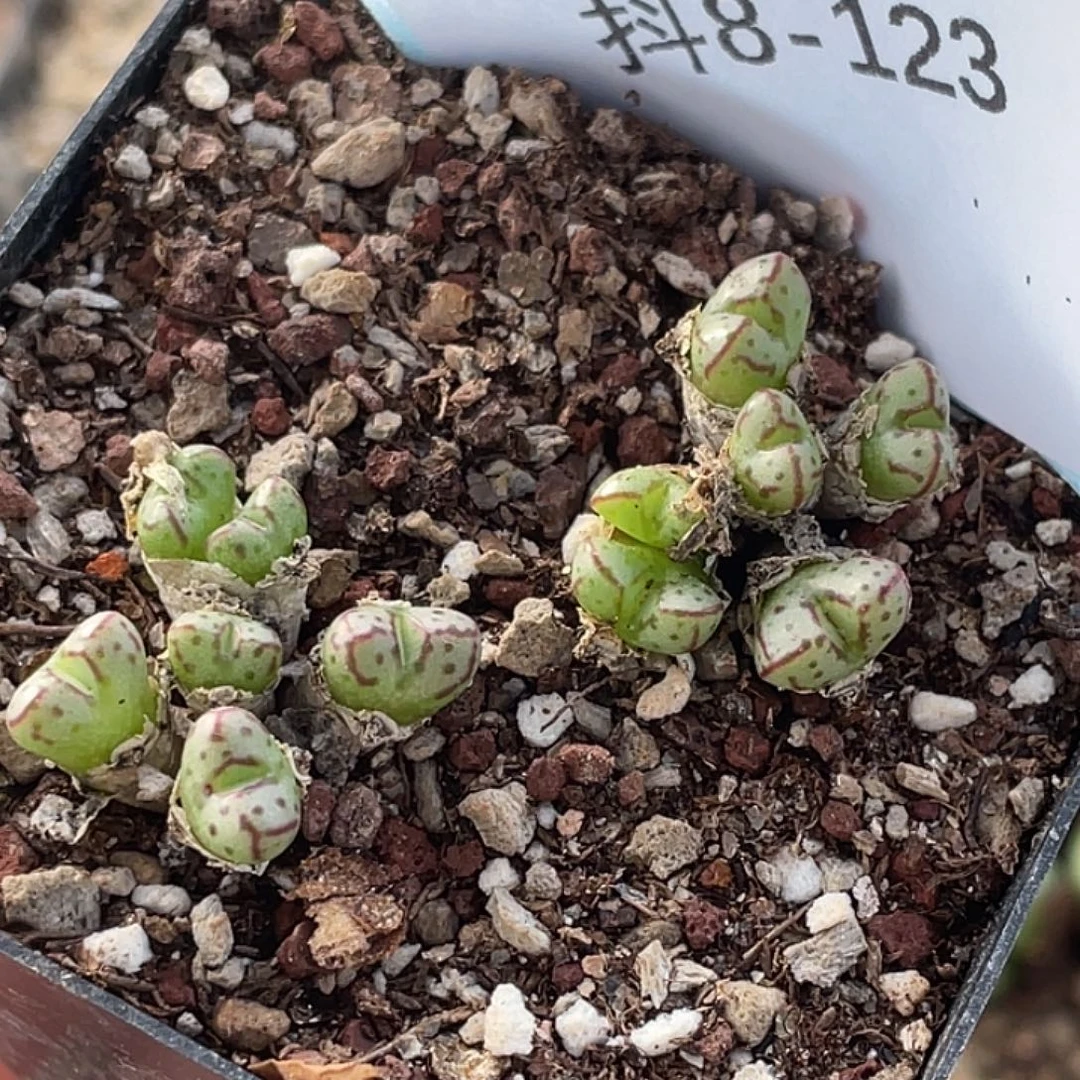 8-123小t多肉植物