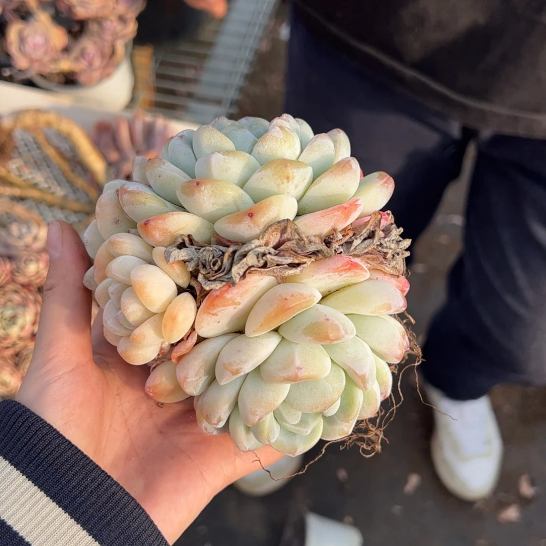 冰玉三头起发整桩