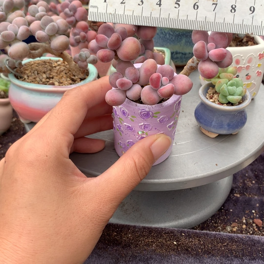 30感带盆偏远地区不包邮的