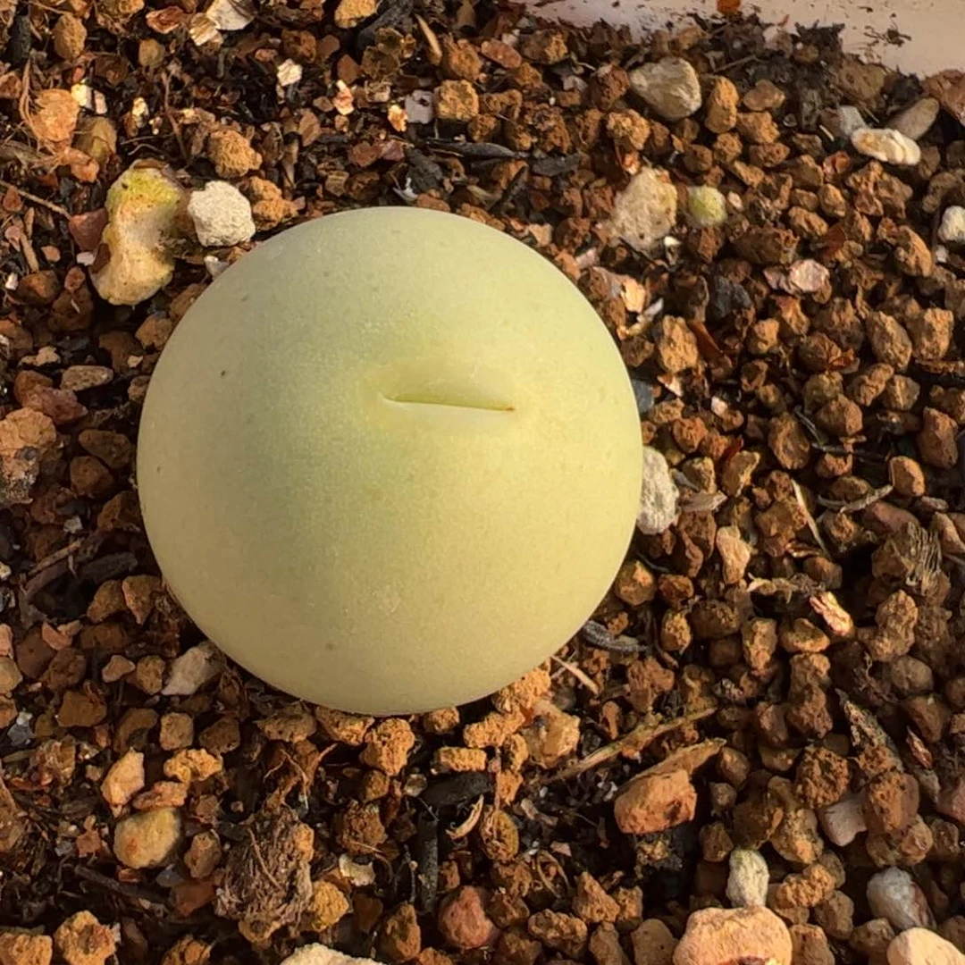 1.8厘米鸽子蛋母本多肉