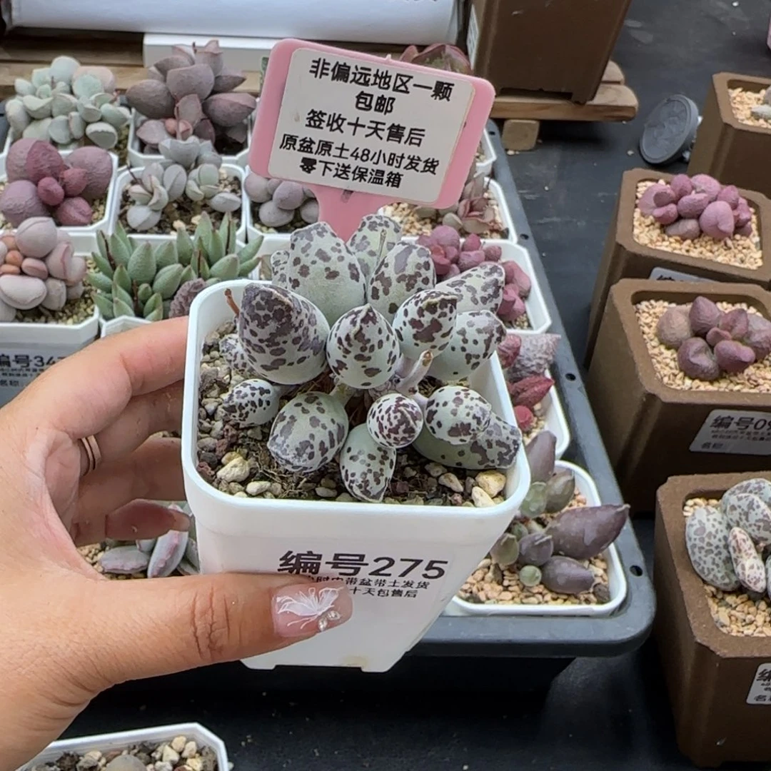 笛**处275特白肌海报多肉植物