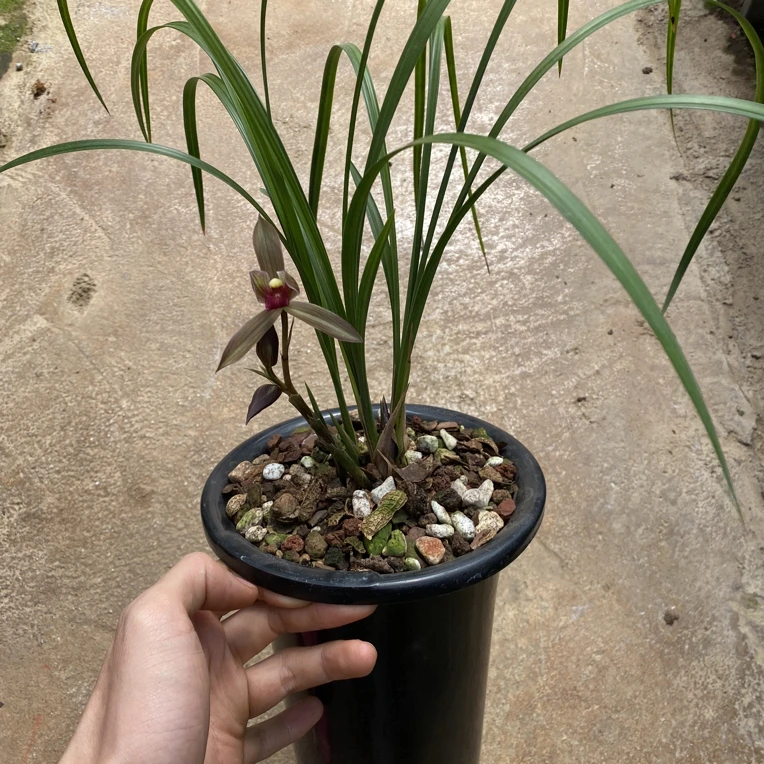 雲兰一物一拍莲瓣兰，春兰，春剑、送春、惠兰、直播间专用，请勿乱拍！