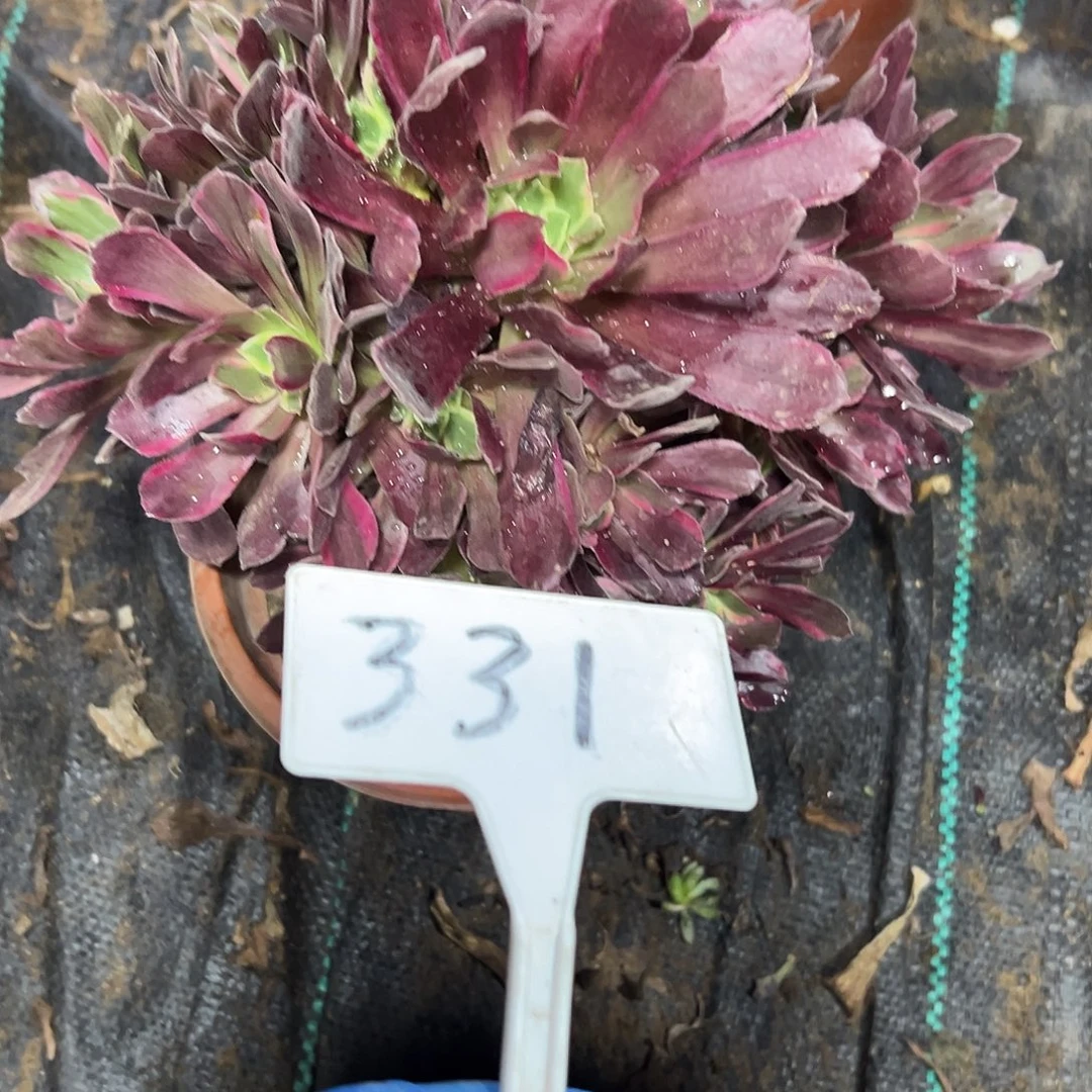 多肉植物赤霞飞法师331