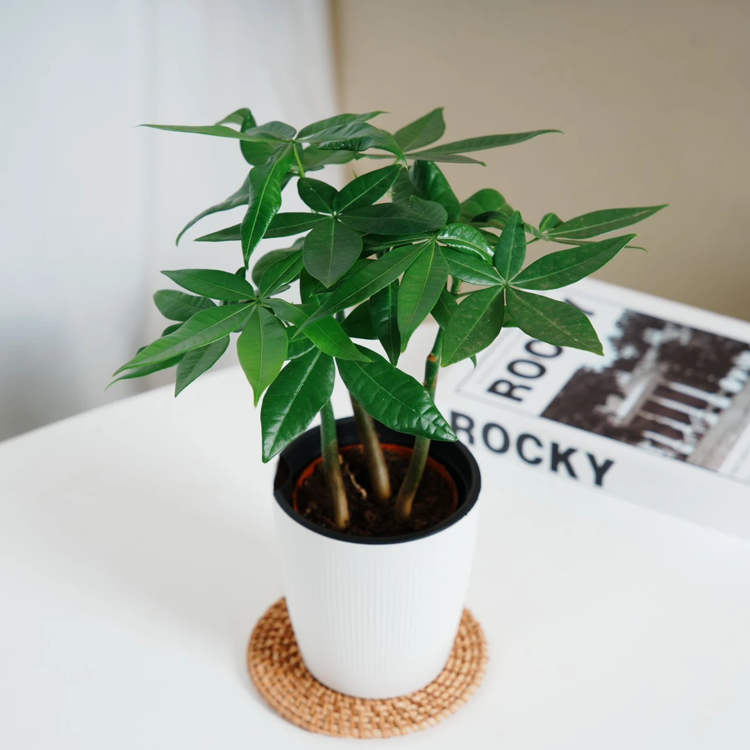 情侣互赠礼物（宝宝发财树）小盆栽室内客厅桌面绿植四季常青好养