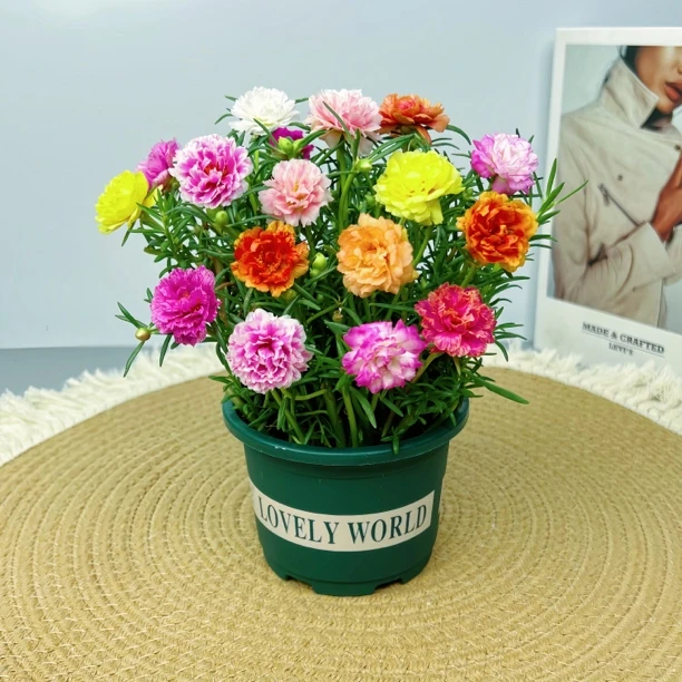 【带盆带土】重瓣太阳花苗 带花苞 宿根多年生耐热好养 原绿盆发货