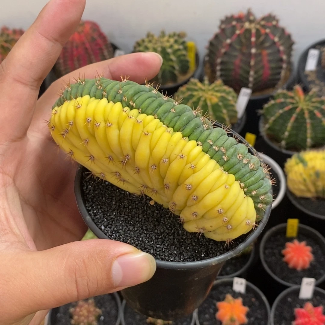 多闻柱缀化锦—带盆土发货5