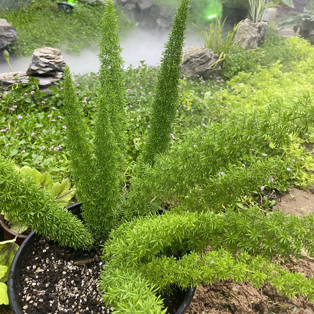 【狐尾天门冬】庭院花园阳台绿植四季常青耐热花卉易养