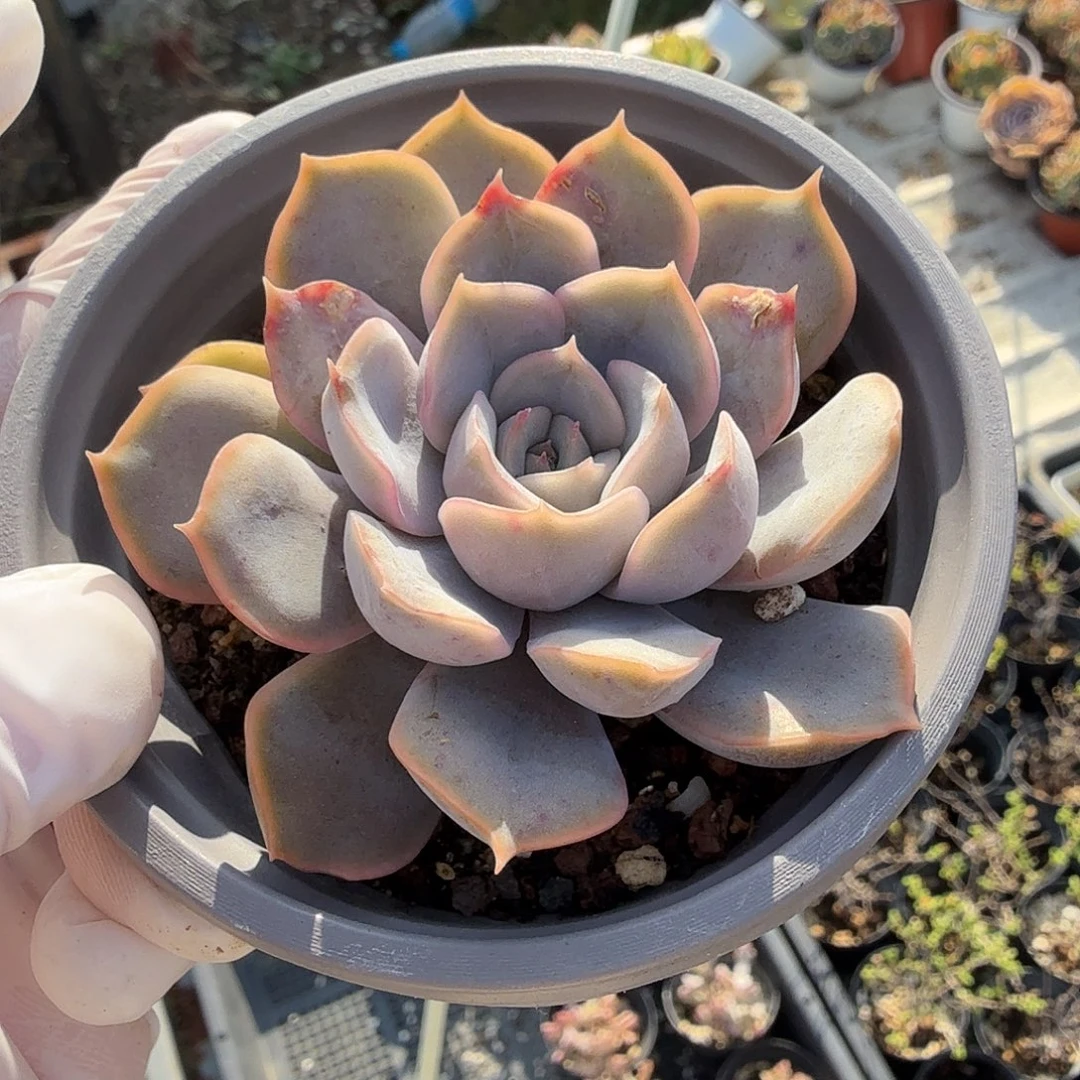 859六公分菲欧娜满20包邮