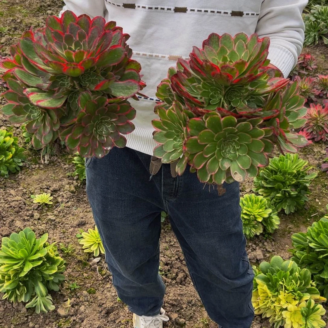 粉花妖多肉植物捧花的