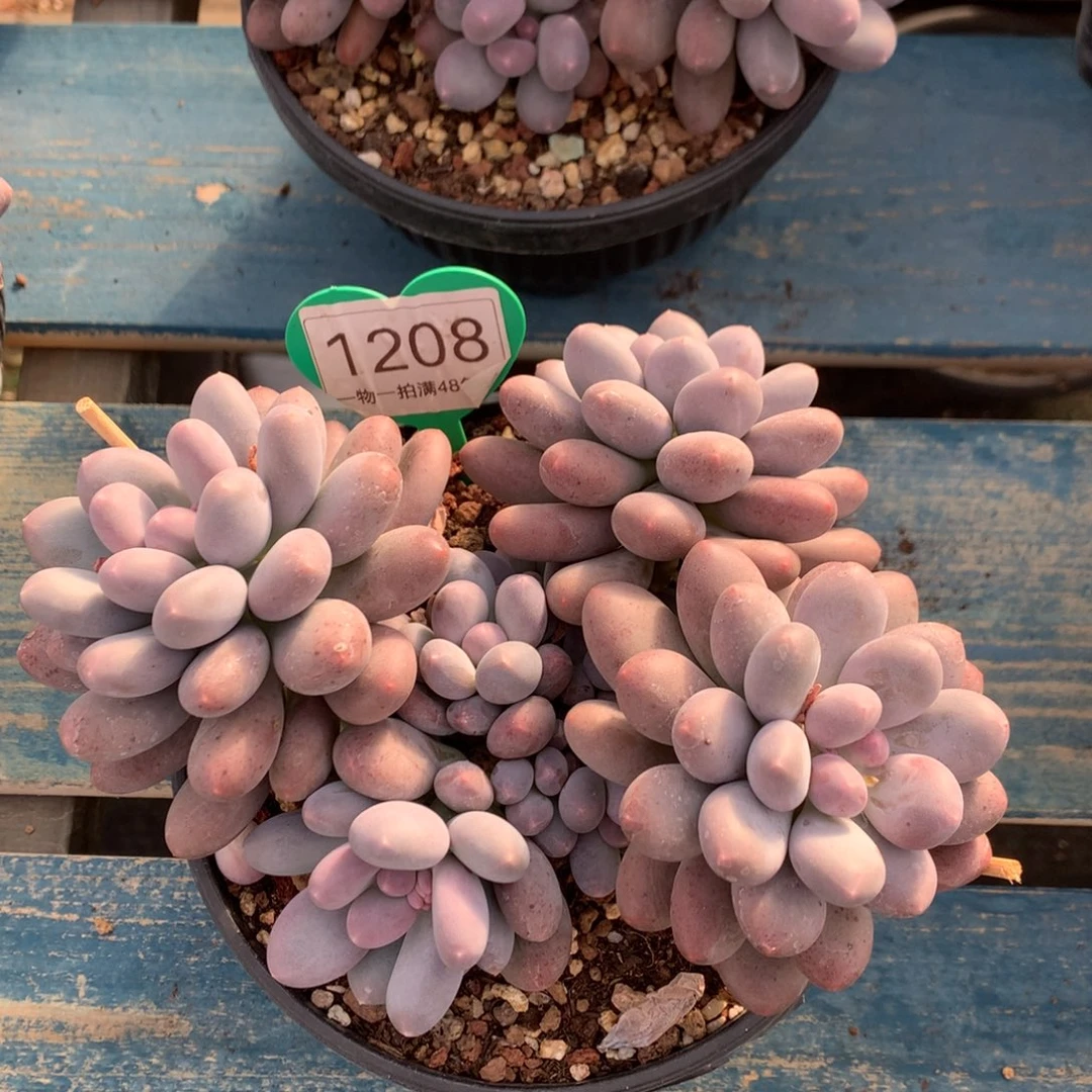 橙光奶无砍老桩1208