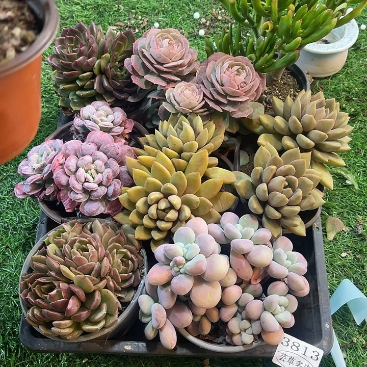 3813。筐拍。微瑕，不售后