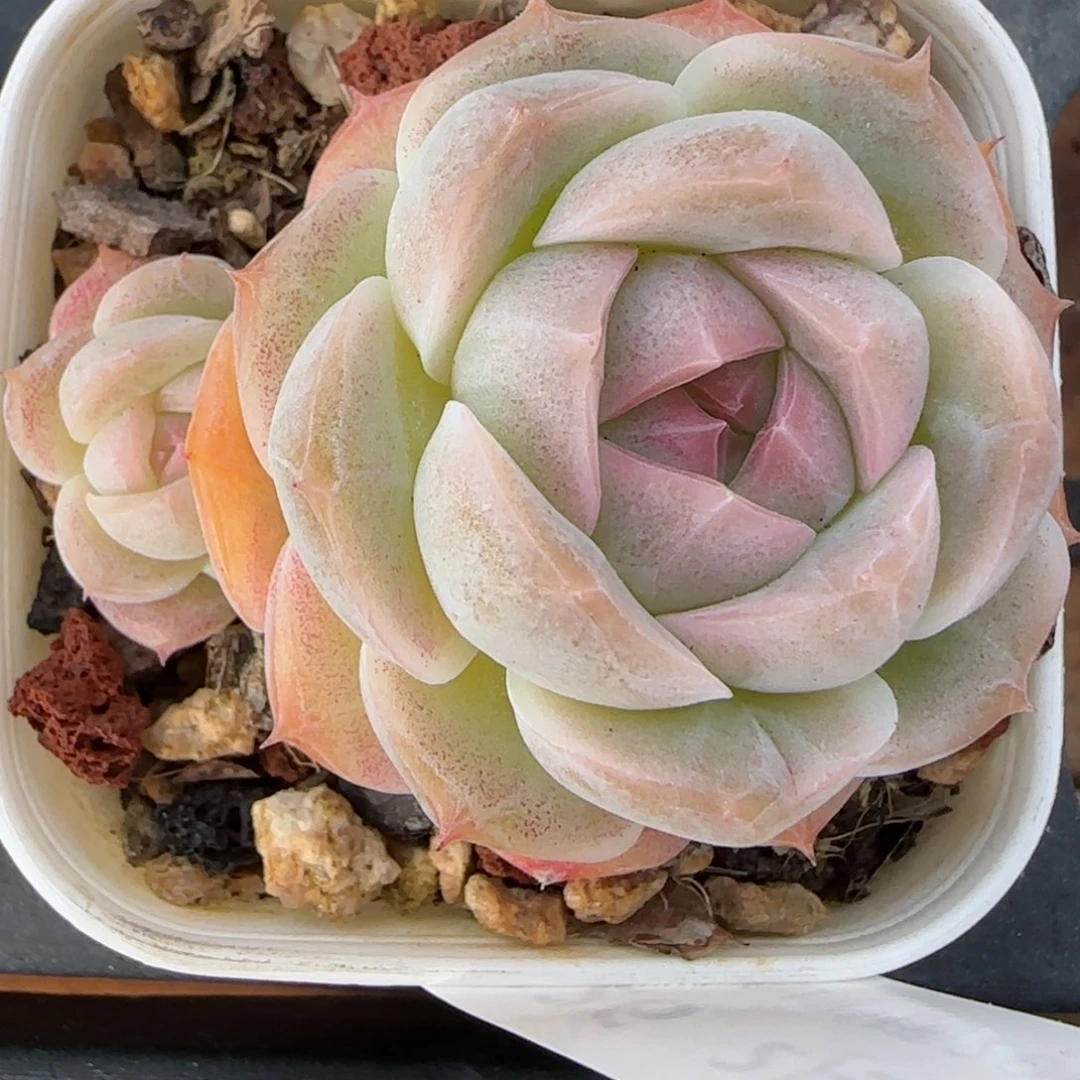 花语逸境0222-426